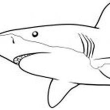 shark38